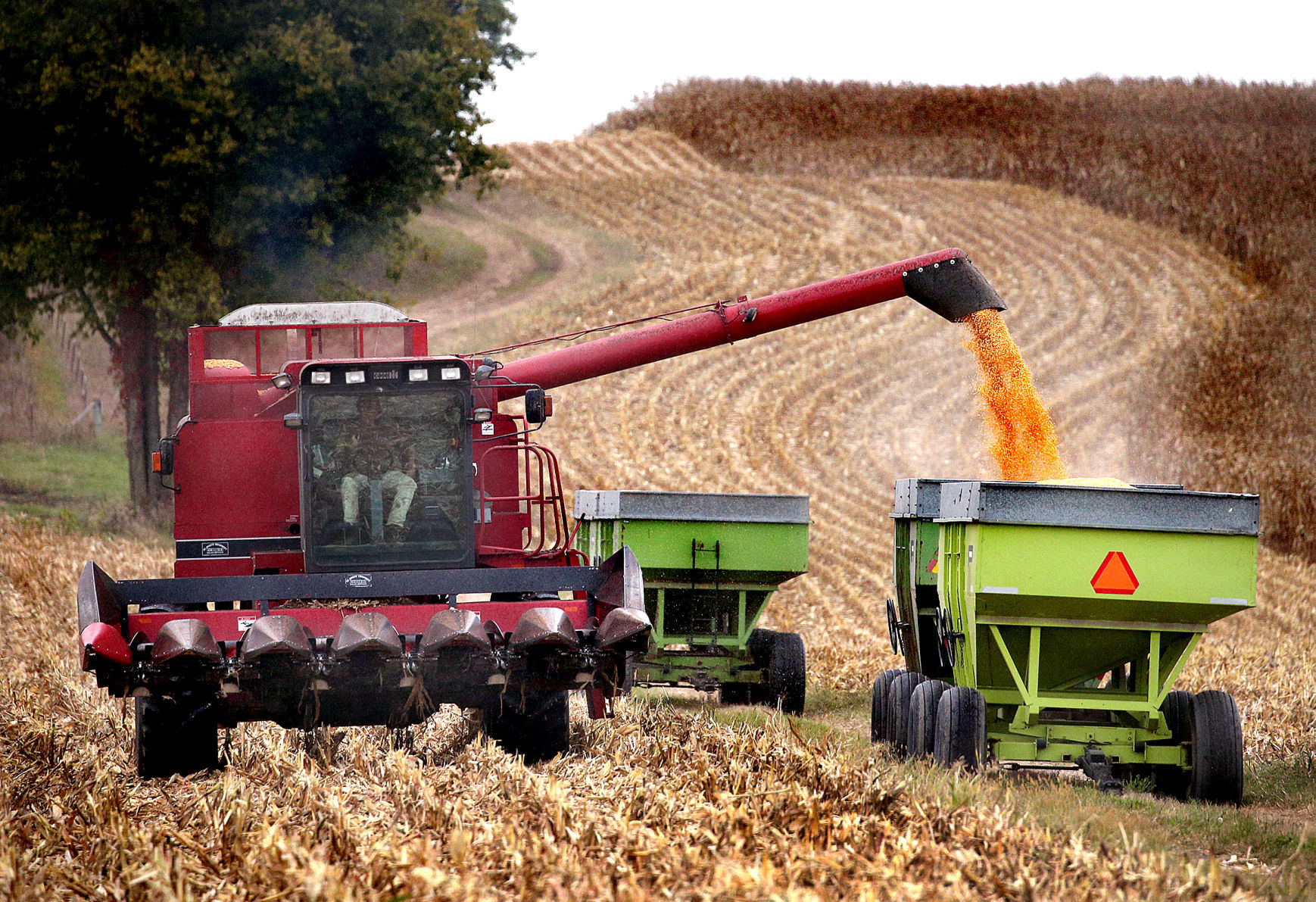 Corn Harvest